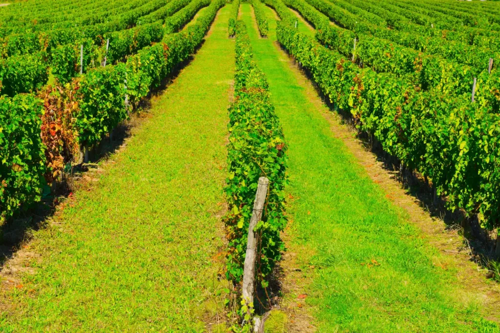 Ripe Black Grapes in the Autumn in Bordeaux
