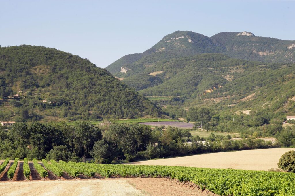 vineyard of the Drôme Provence