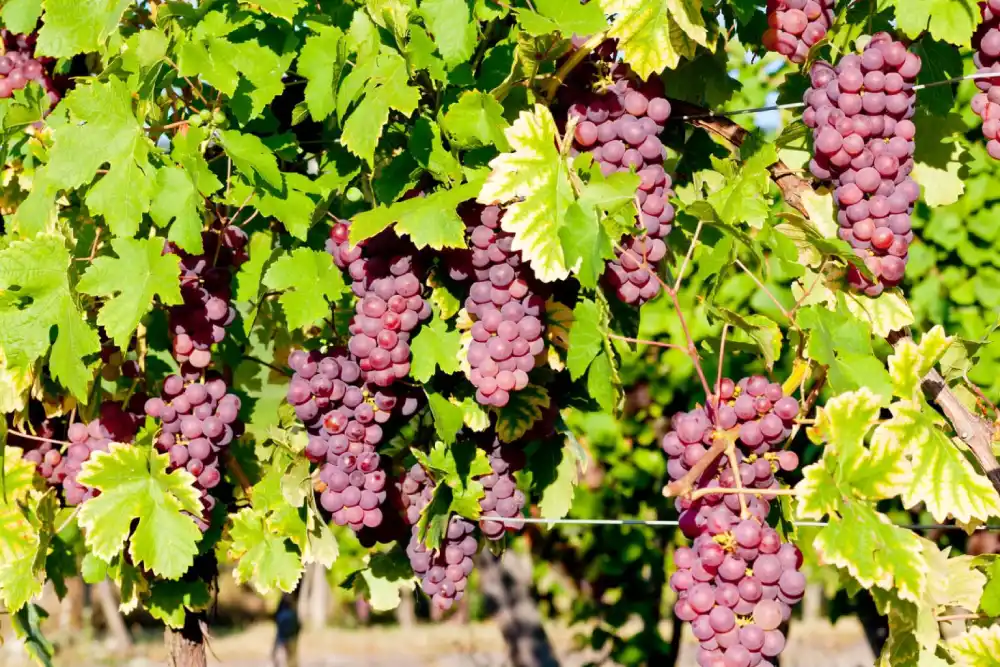 grapevine in vineyard Alsace, France