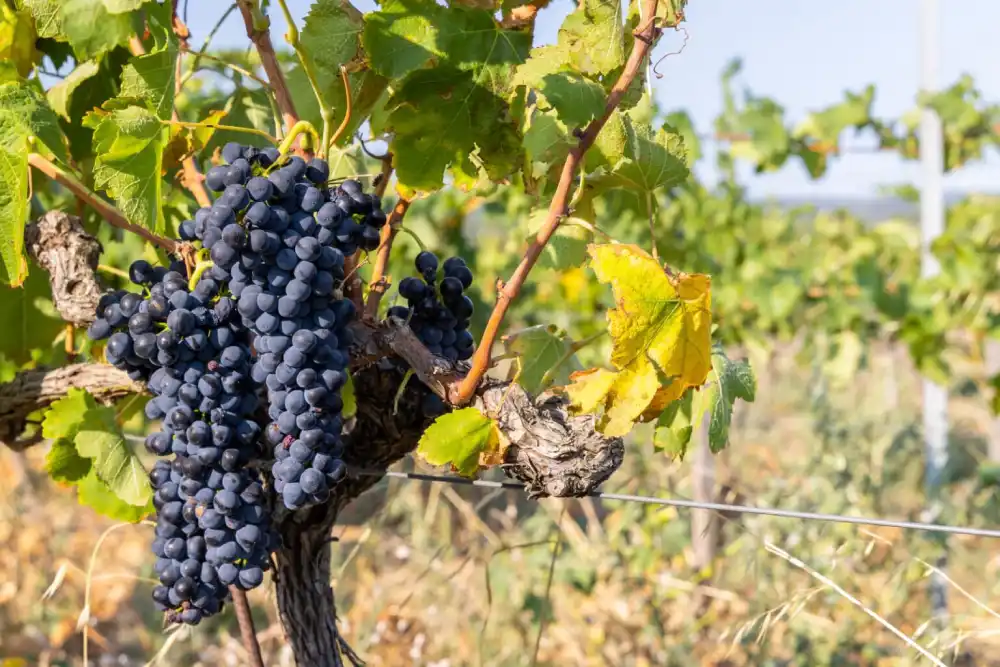 Ripe blue grapes growing on vineyard vines in southern France during the autumn harvest season