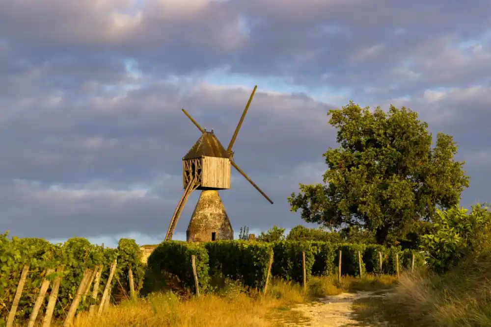 vineyard near Montsoreau, Pays de la Loire, France