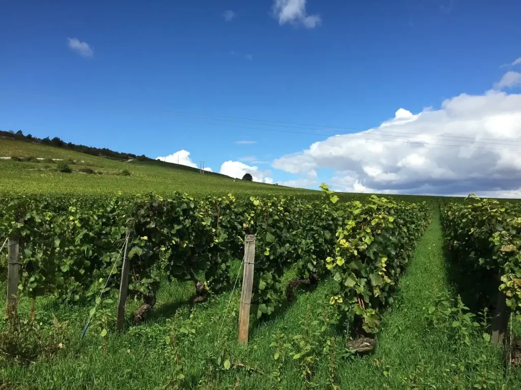 Vineyard rows stretching across rolling hills in rural France during late summer wine season
