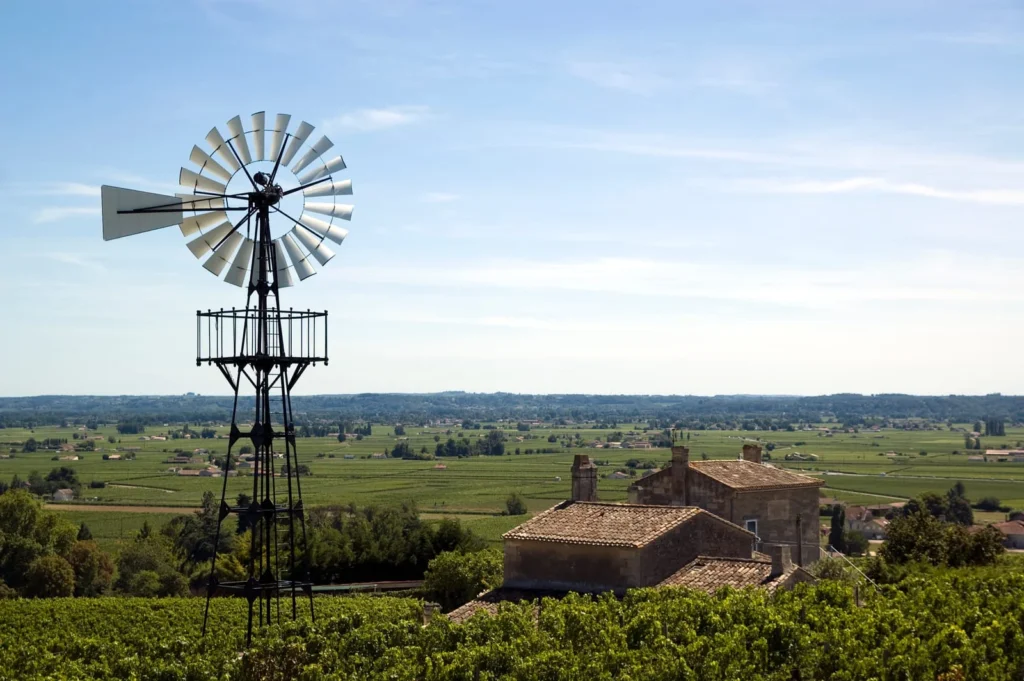 saint emilion wine vineyard