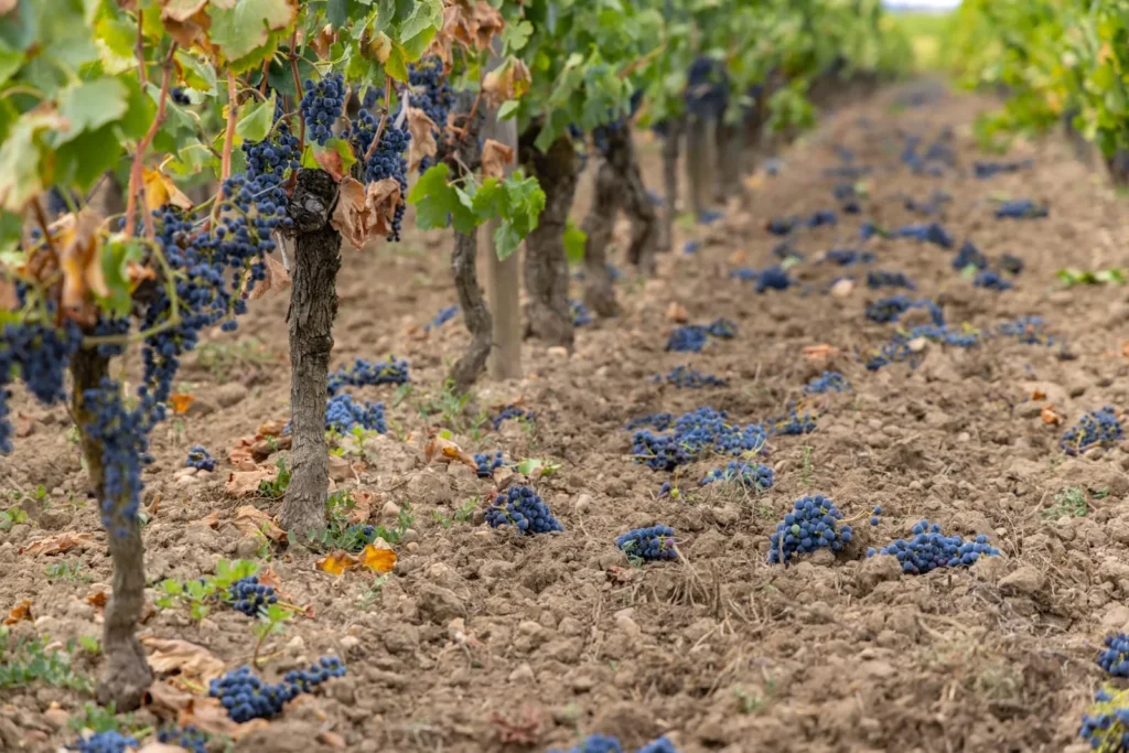 grapes production in saint emilion for wine