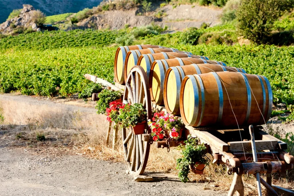 Traditional vineyard with wooden barrels in southern France, highlighting wine experiences for a honeymoon in France