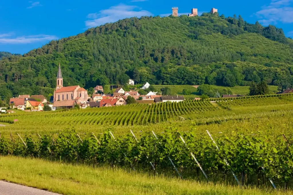 Vineyard landscape with French village and hilltop castle ruins in the countryside