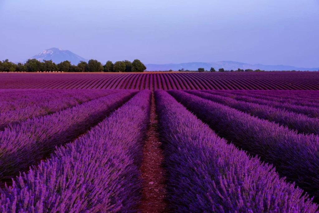 Rows of vibrant purple lavender fields stretching across the French countryside at sunset