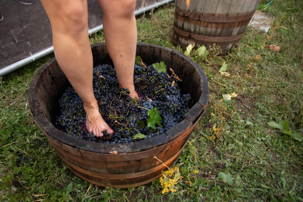 Woman crushing harvested grapes in a wooden barrel during a French wine harvest festival