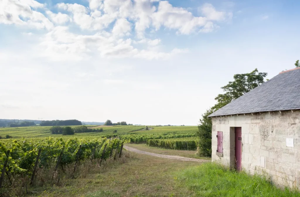 Peaceful vineyard landscape with rows of vines and a small stone building in the countryside