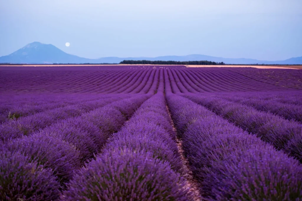 Purple lavender fields stretching toward distant mountains under a soft evening sky.