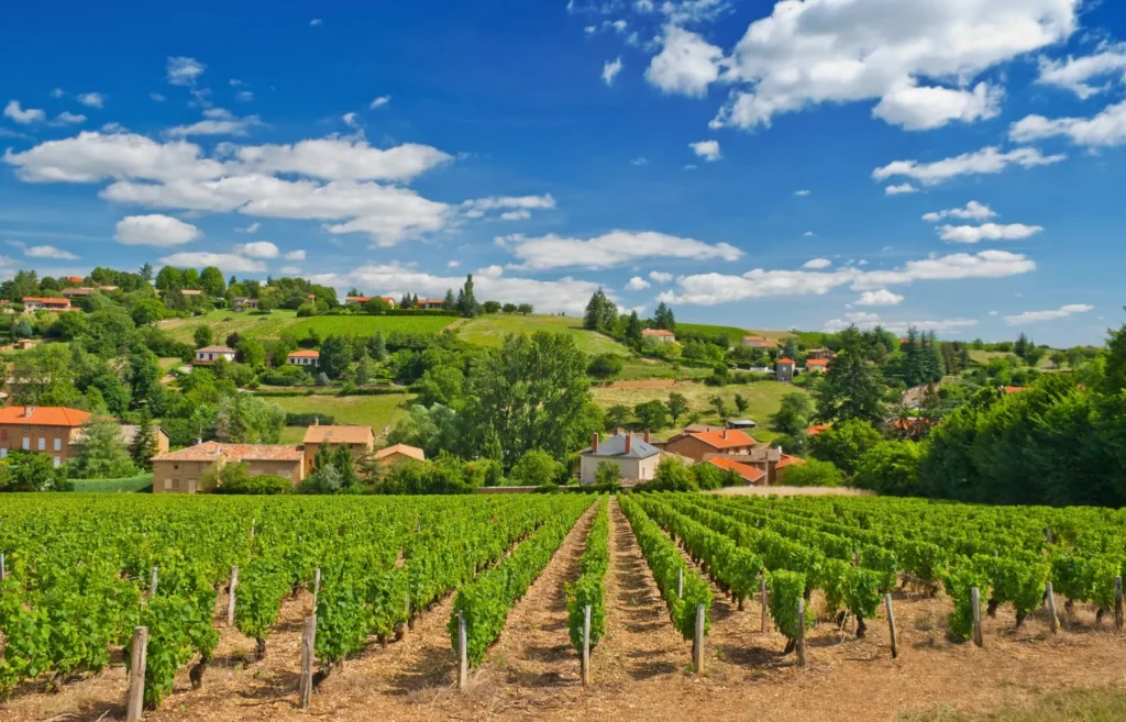 Vineyard landscape in rural France
