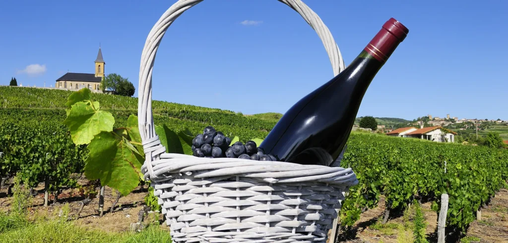 Wine bottle in vineyard basket